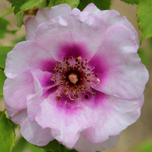 Vijolična - roza - Roza - Eyes for You™ - Na spletni nakup vrtnice